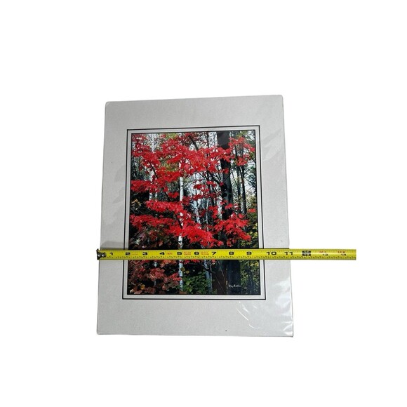 Maples & Birch Nature Photography With Matte For Wall Art By Harry Bowden 14x11” - Picture 6 of 7